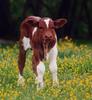 Domestic Cattle (Bos taurus) calf