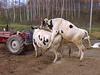 Domestic Cattle (Bos taurus) Holstein