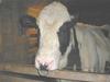 Domestic Cattle (Bos taurus) Holstein