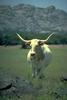 Domestic Cattle (Bos taurus) Longhorn Steer