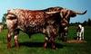 Domestic Cattle (Bos taurus) Texas Longhorn