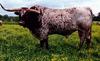 Domestic Cattle (Bos taurus) Texas Longhorn