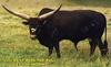 Domestic Cattle (Bos taurus) Longhorn