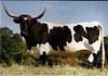 Domestic Cattle (Bos taurus) Texas Longhorn