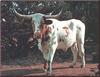 Domestic Cattle (Bos taurus) Longhorn Steer