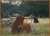 Domestic Cattle (Bos taurus) Longhorn Steer