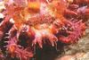 Thorny Crab