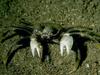 Crab