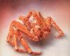 Crab