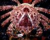 Crab