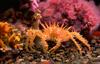 Crab