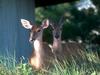 Deer