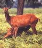 Deer  mother and fawn