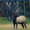 Deer  - Oregon