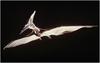 Dinosaur - Pteranodno?