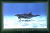Dolphins