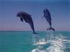 Dolphins