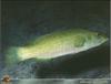 Labrus viridis (Linnaeus, 1758) - Green wrasse