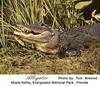 American alligator (Alligator mississippiensis)