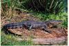 American alligator (Alligator mississippiensis)