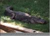 American alligator (Alligator mississippiensis)