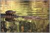 Red-eared Pond Slider riding American alligator (Alligator mississippiensis)