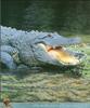 American alligator (Alligator mississippiensis)