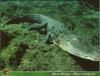 American alligator (Alligator mississippiensis)