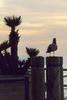 Gull