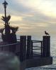 Gull