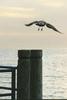 Gull