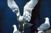 Gull