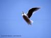 Gull  from Arctic
