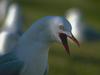Gull