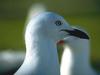 Gull