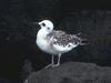 Gull
