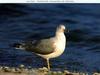 Gull