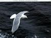 Gull