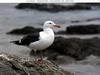 Gull