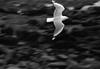 Gull  - Australia
