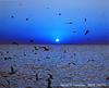 Gulls