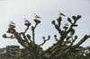 Gulls