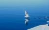 Gull