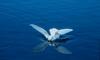 Gull