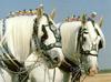 White Horses