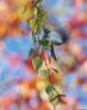 Hummingbird