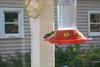 Hummingbird
