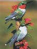 Hummingbirds