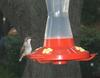 Hummingbird