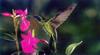 Hummingbird